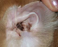 ear mites