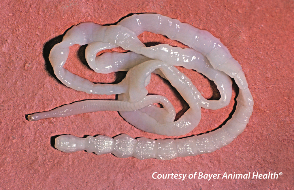 Intestinal Worms • Broome Veterinary Hospital