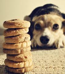 Dog with cookies