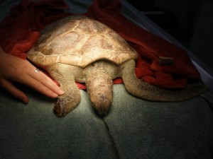 turtle chelonia