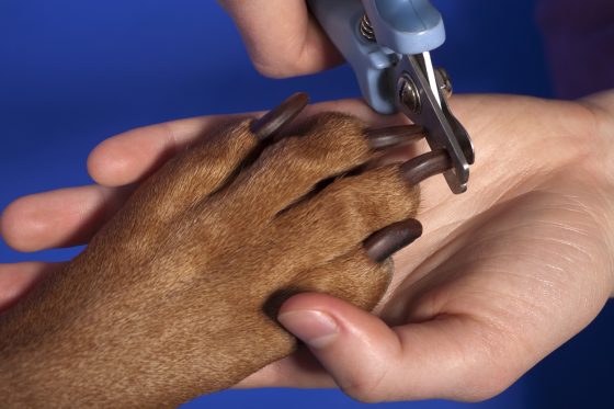 Nail Clipping • Broome Veterinary Hospital